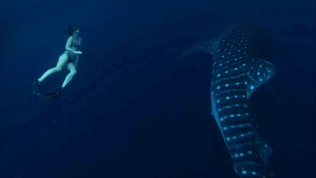 A Whale Shark Adventure