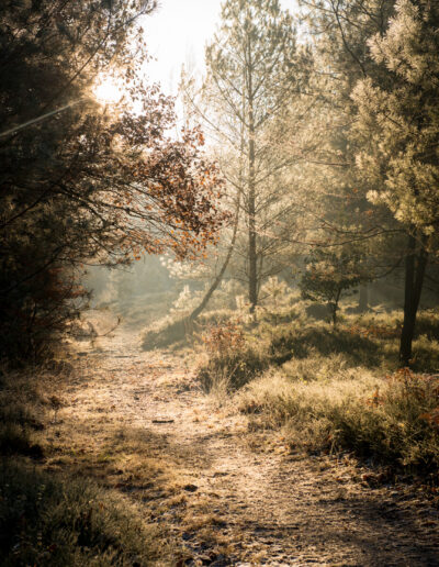20161129-Veluwe-282