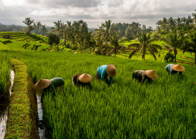 20200929-Jatiluwih-198