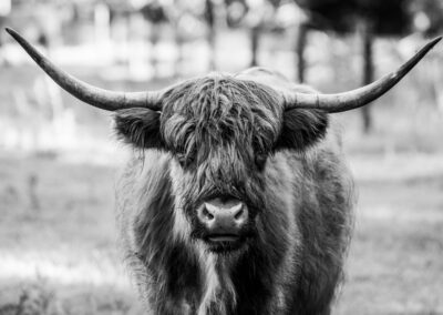 20220619-Schotse_Hooglander-156