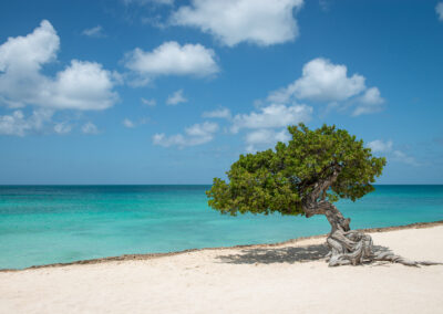 Aruba_divi_tree-eagle_beach.2