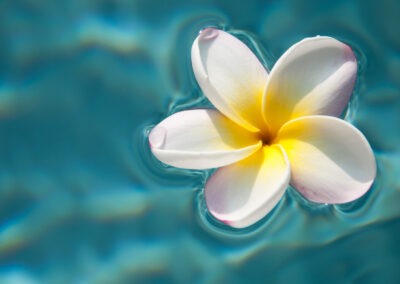 Contrast - flower in water
